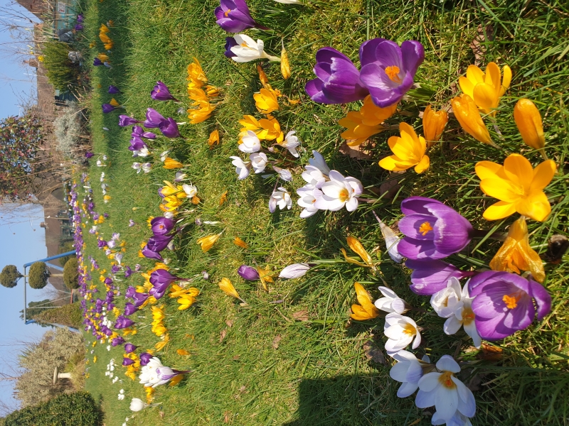 Oasis Community Gardens